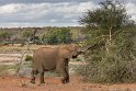 093 Kruger National Park, olifant